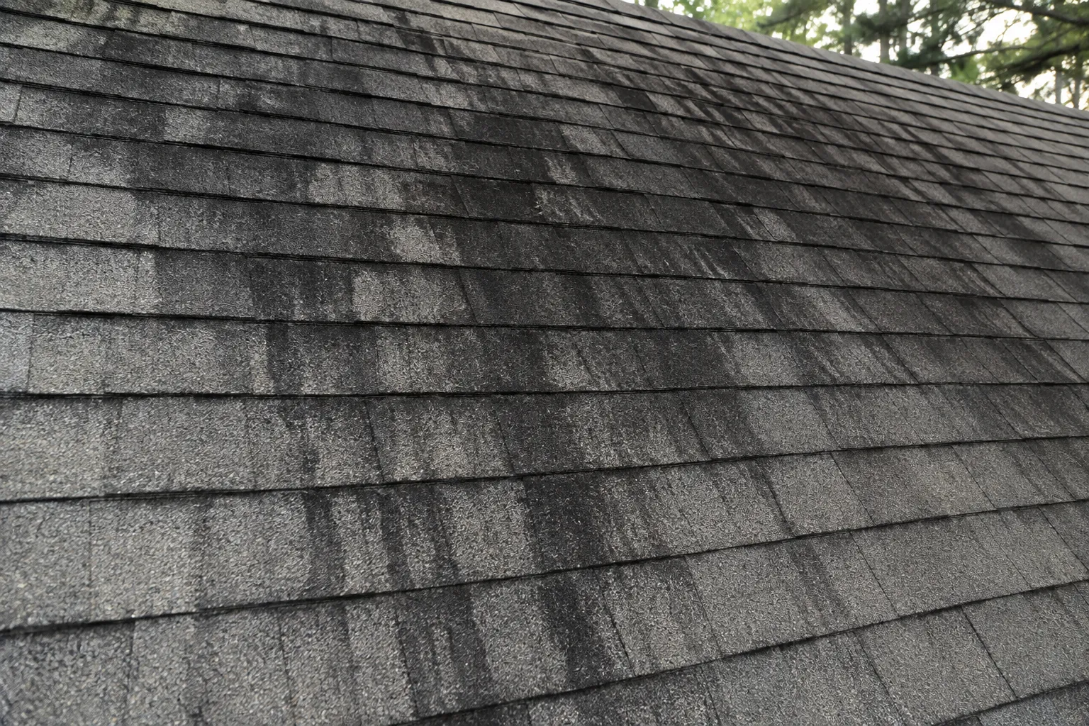 Black algae streaking from Gloeocapsa magma on an asphalt shingle roof in Baton Rouge