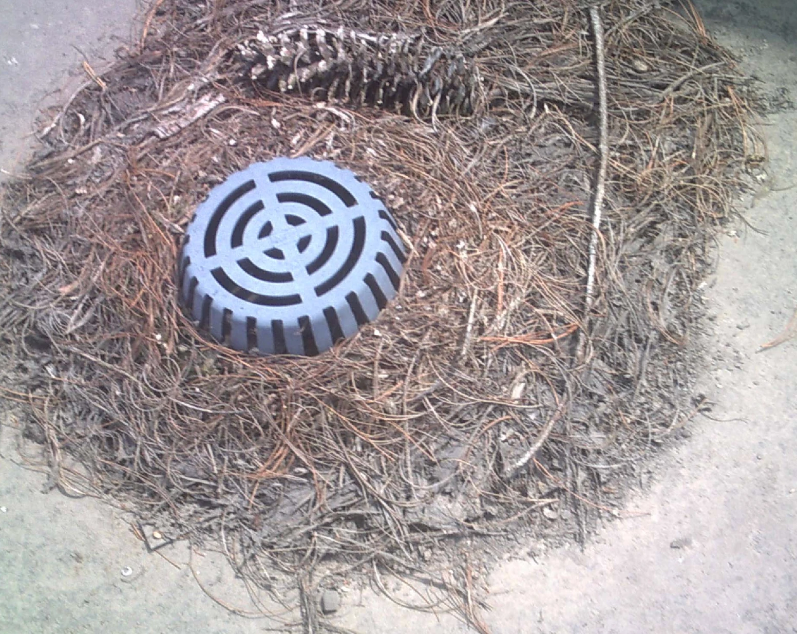 Roof drain strainer surrounded by pine needles and debris on a low-slope commercial roof